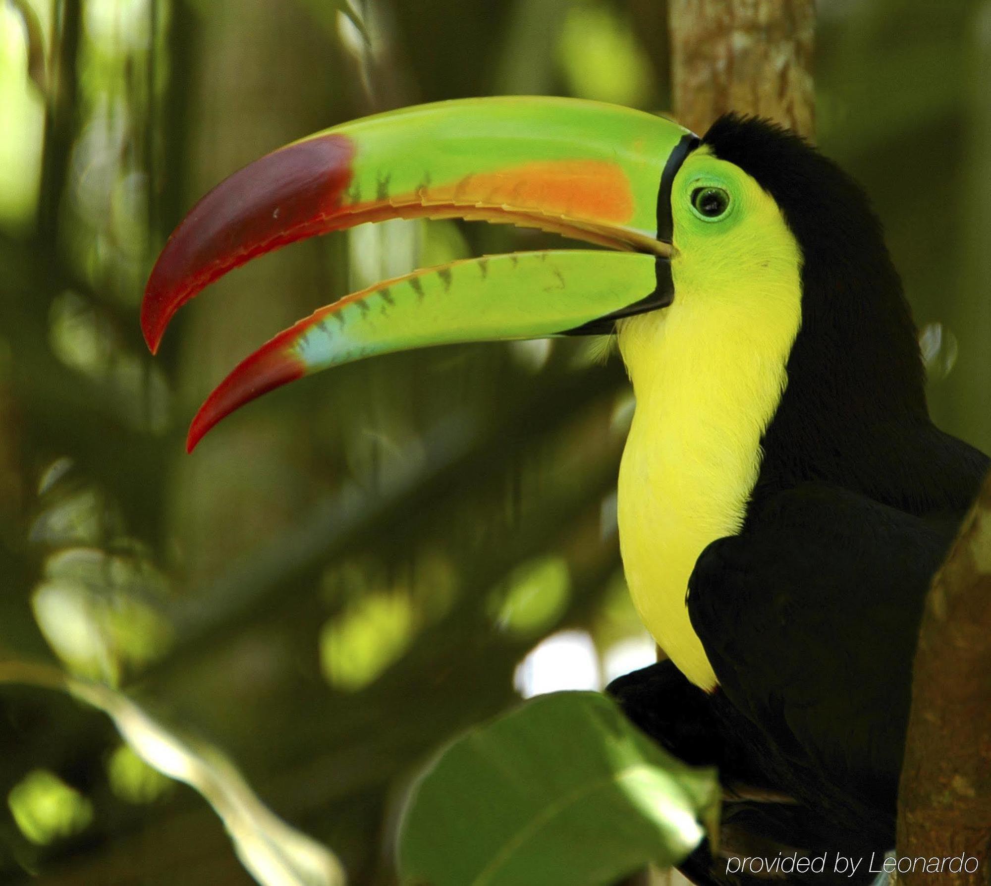 פונטה גורדה Machaca Hill Rainforest Canopy Lodge מראה חיצוני תמונה